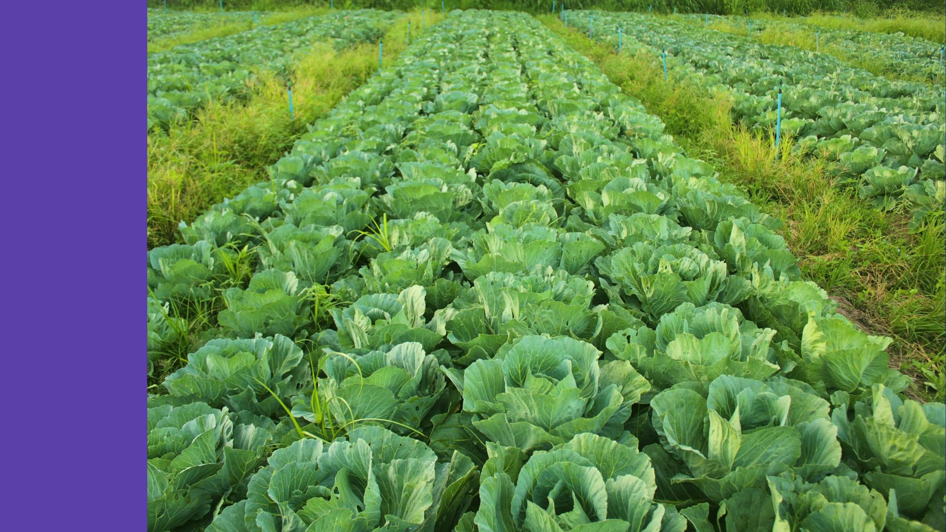 Bioregionale Landwirtschaft