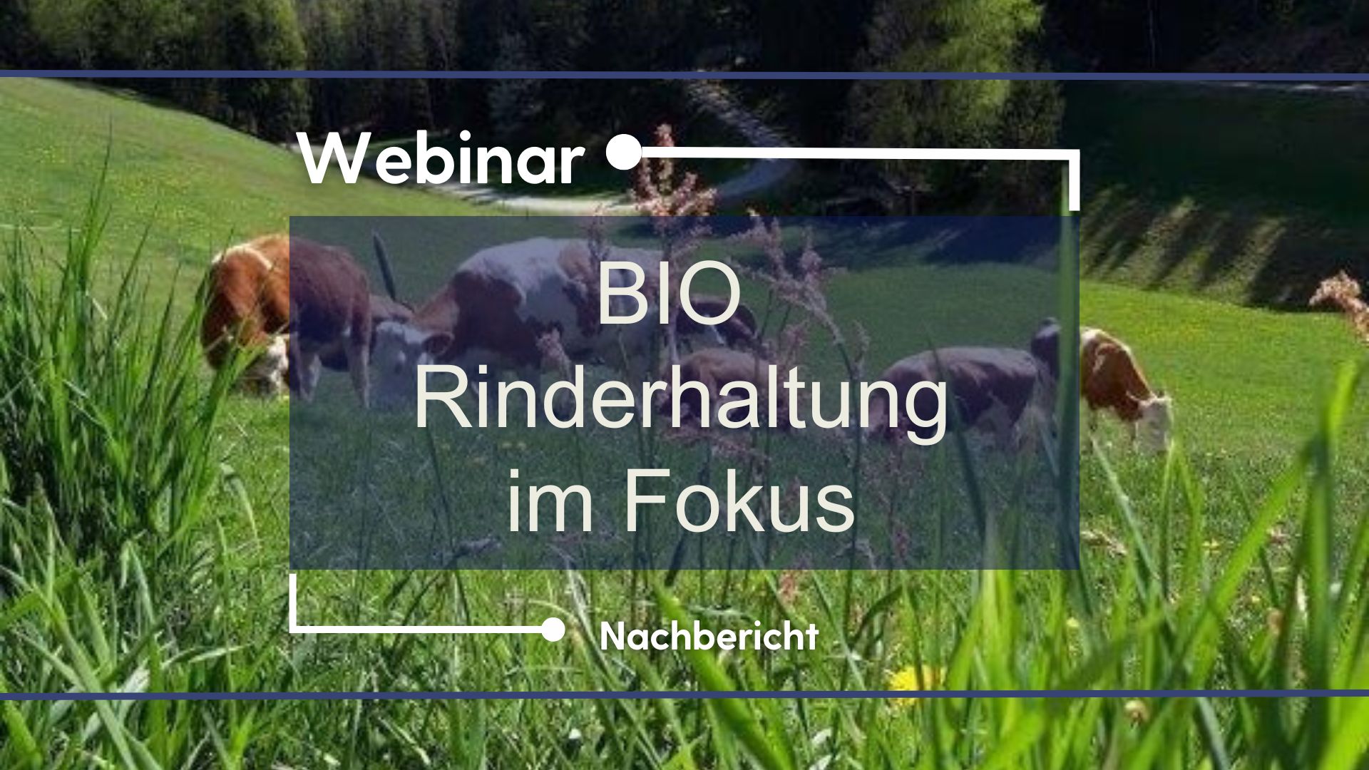 ARGE Beitragsformat 169 Plattform Webinar Bio-Rinderhaltung