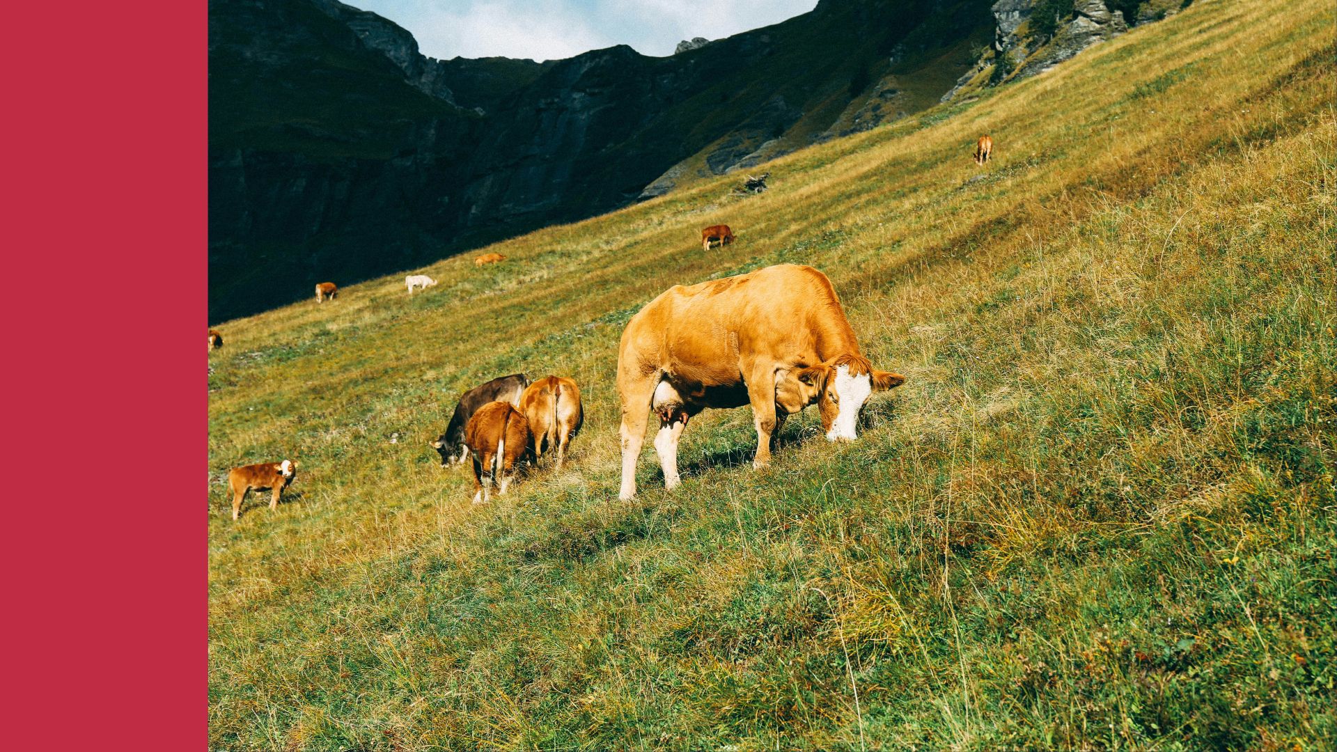 Almauftrieb