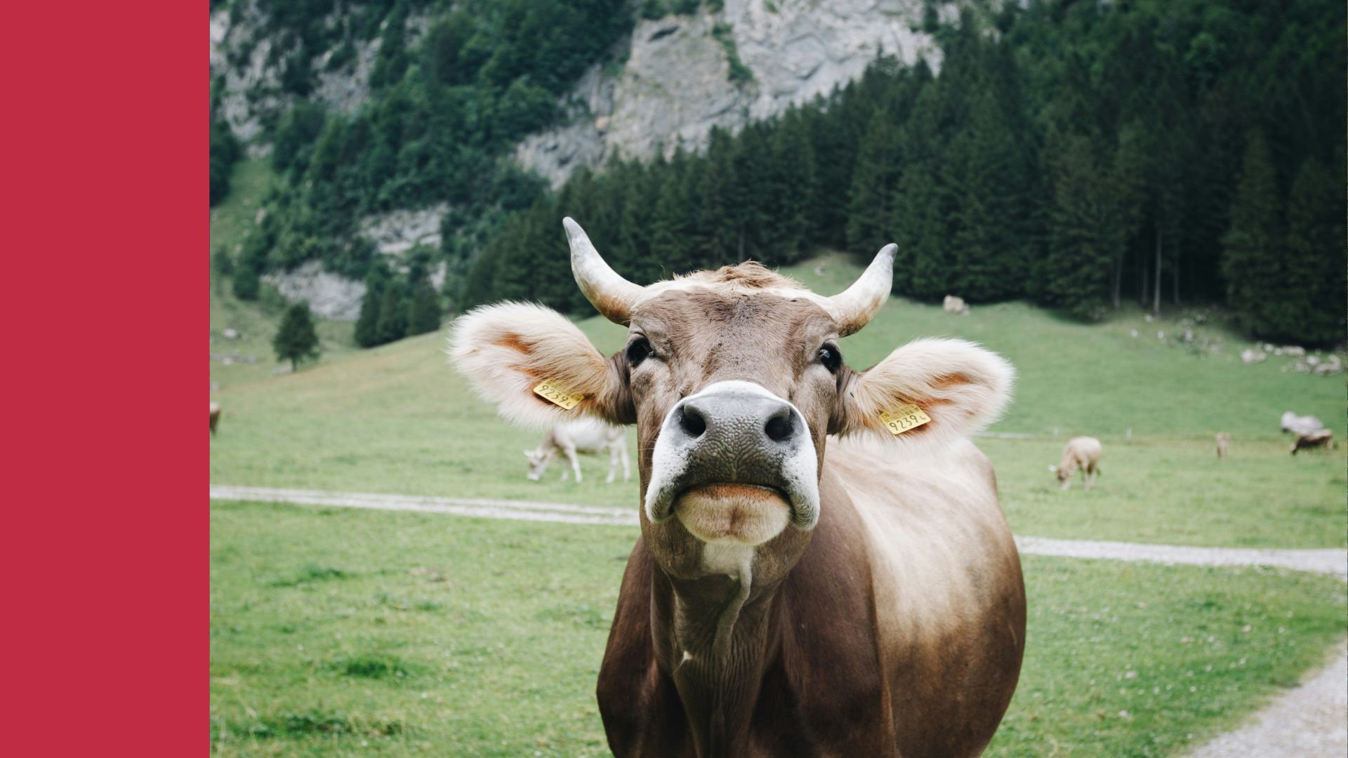 Kuhangriff Alm
