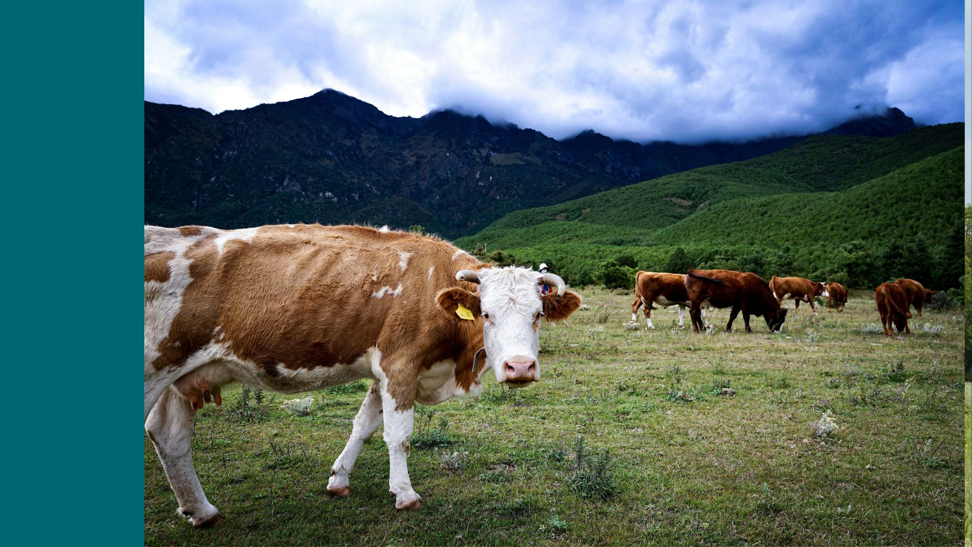 Tierhaltung pflanzliche Ernährung