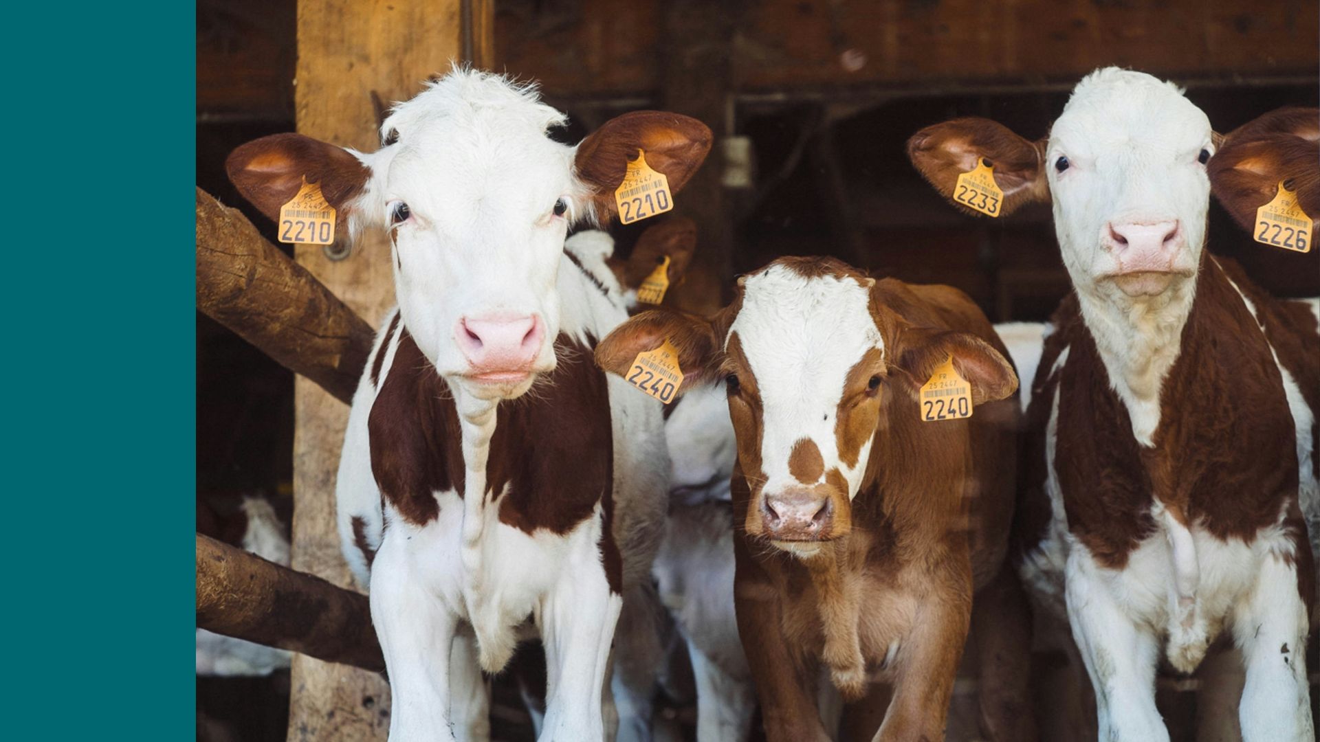 Tierhaltung pflanzliche Ernährung