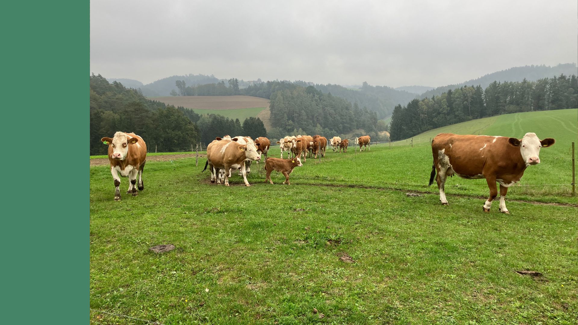 Weidetiere