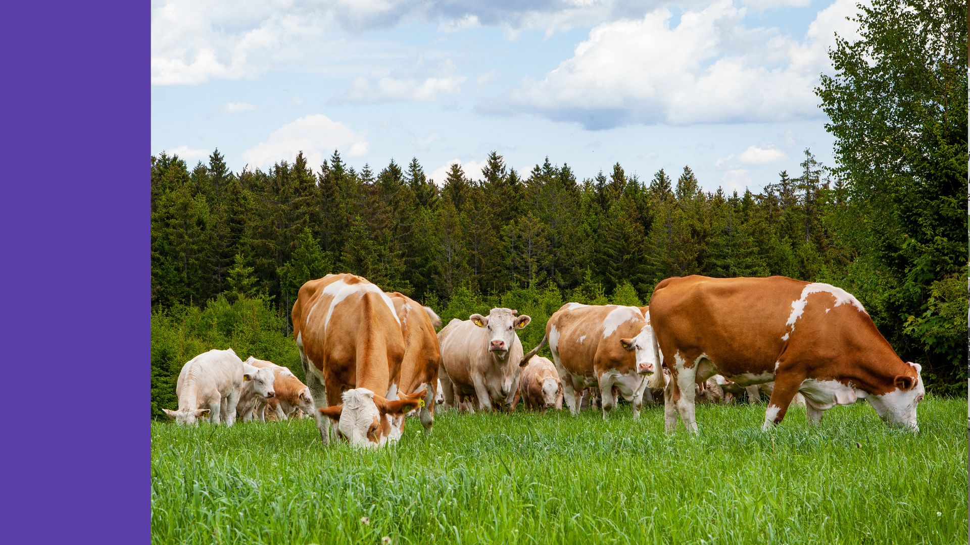 Teaser ARGE (52) Bio-Rinderhaltung Webinar