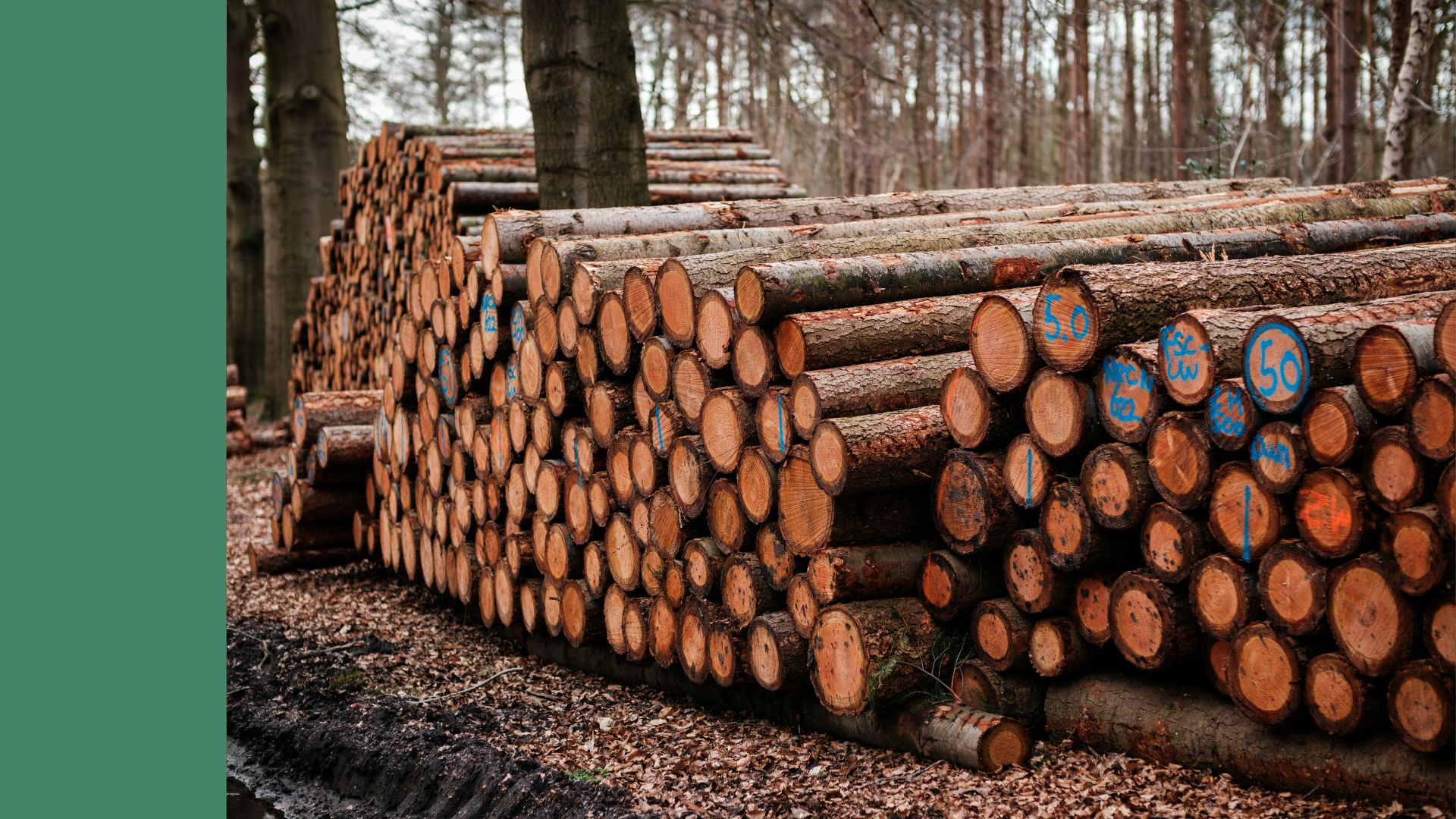 Teaser ARGE (55) Entwaldungsverordnung