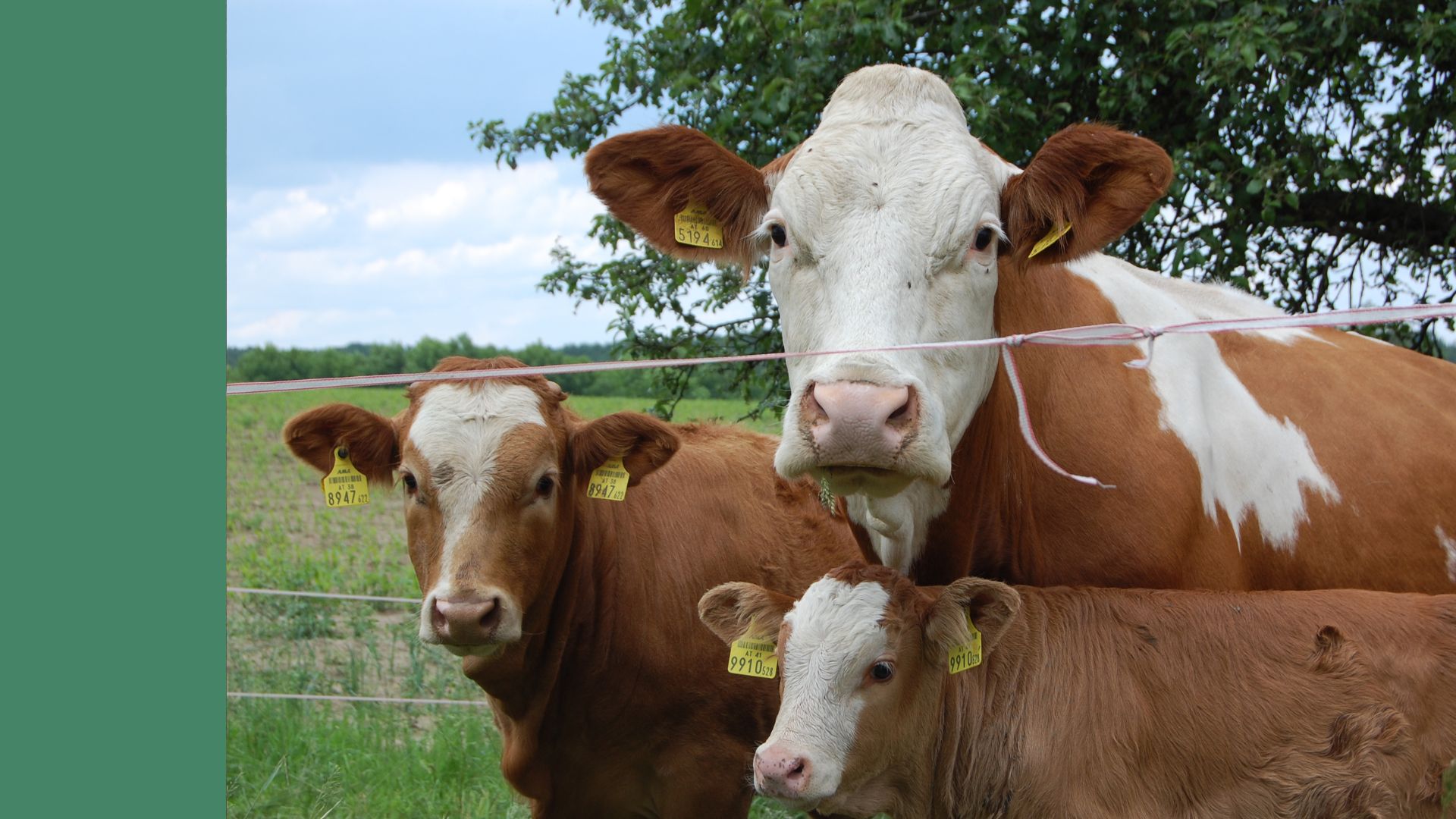 Teaser ARGE (87) Die Vorteile der Bio-Rinderhaltung